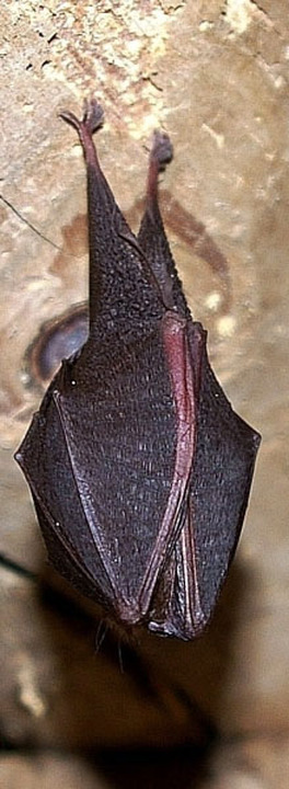 Hibernating horseshoe bat